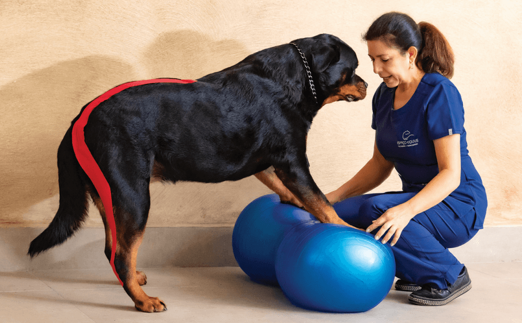 Kinesiologie-Taping zur Unterstützung eines Gelenks beim Hund