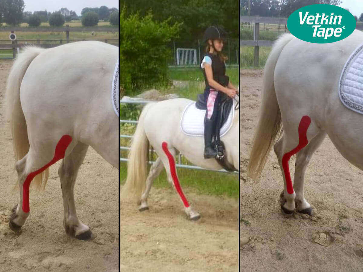 Ruptur des Peroneus tertius beim Pferd vorbeugen