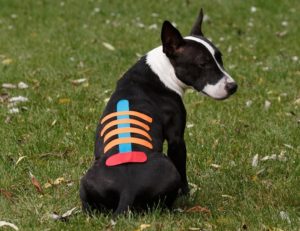 Veterinärmedizinisches Kinesiologie-Taping im Vergleich zu herkömmlichen Taping-Methoden