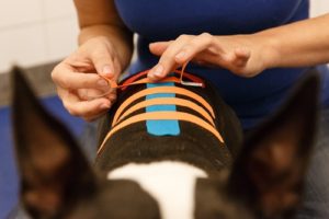 Anwendung von Kinesiologie-Tape bei einem Hund