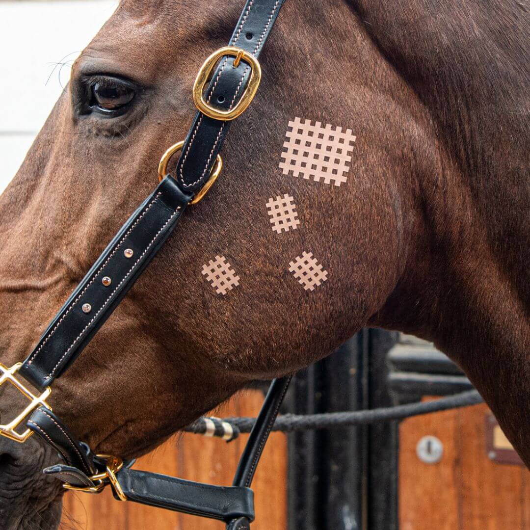 CrossLinq® - VET, cross tape for animals - Image 6