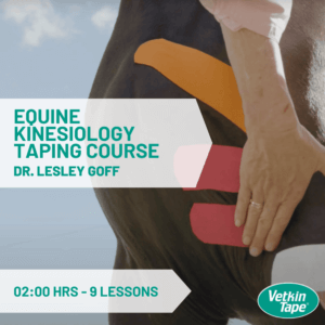Online Equine Kinesiology Taping Course - 2 hrs