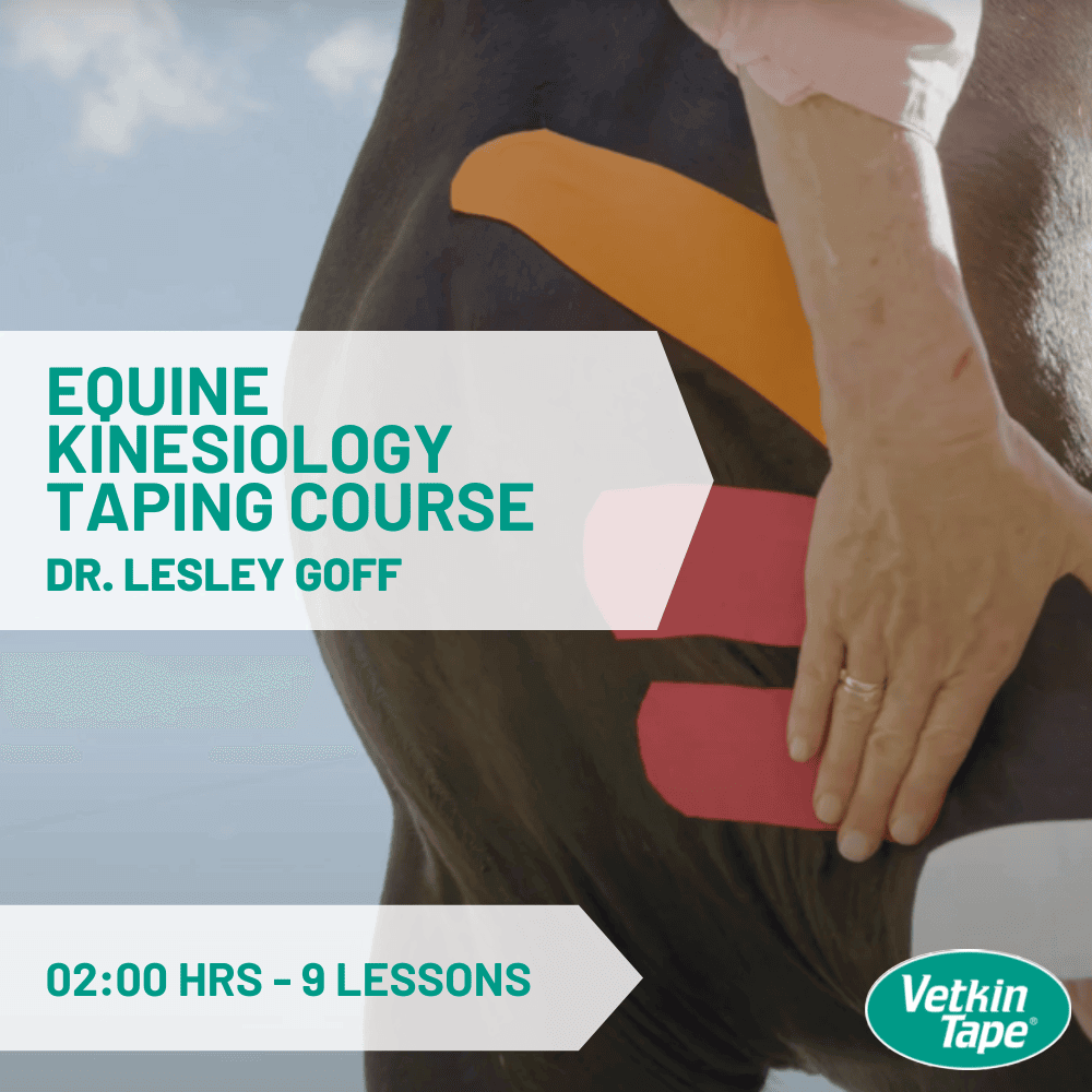 Online Equine Kinesiology Taping Course - 2 hrs