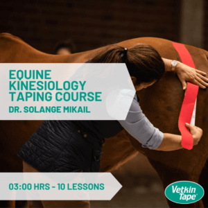 Online Equine Kinesiology Taping Course - 3 hrs