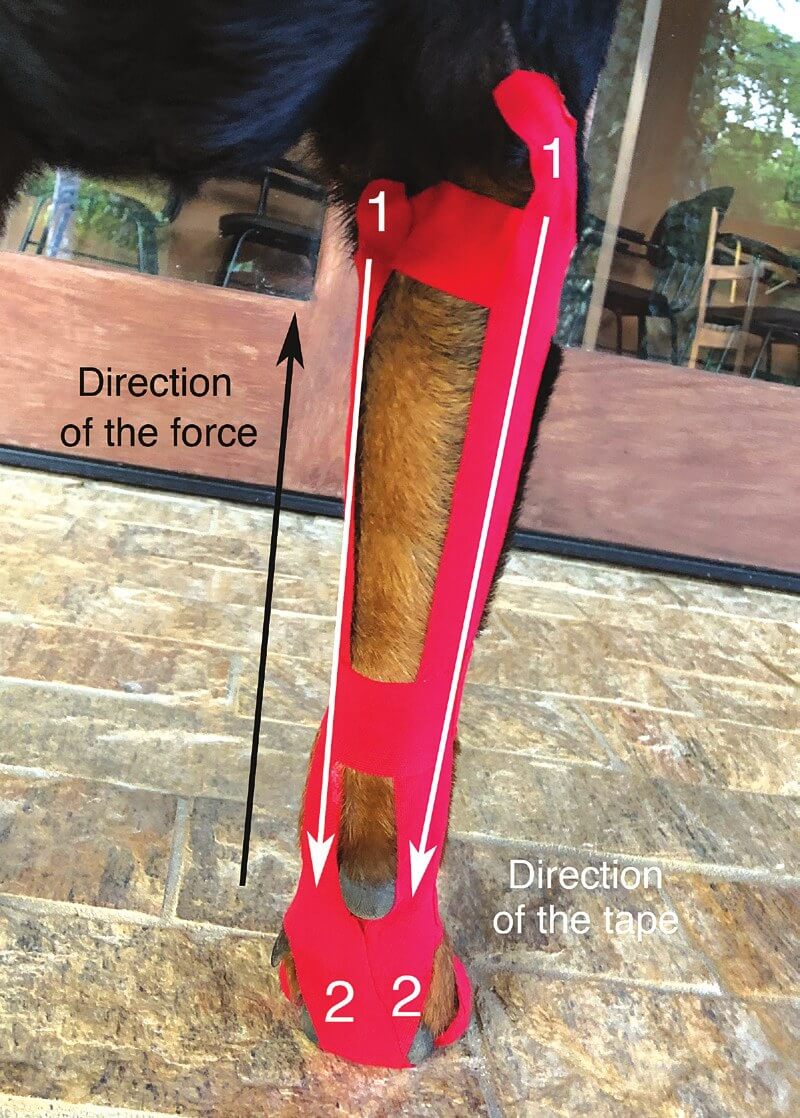 Diagram showing tape direction and force direction for carpal support