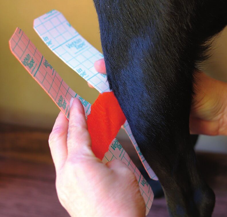 Positioning the H tape over the tibial tuberosity, lateral view