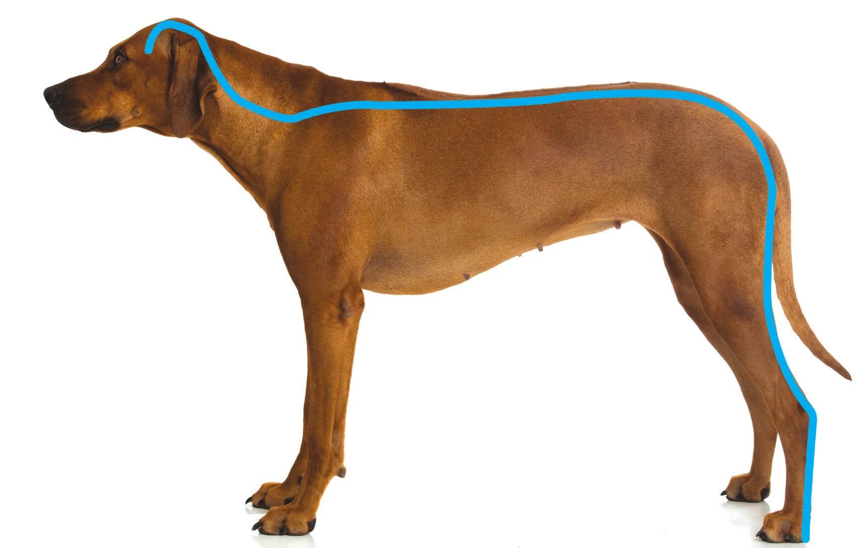 The Superficial Dorsal Line in a dog, from head to hind paw