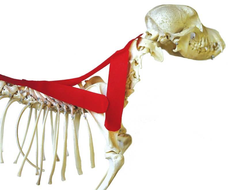 Tape position over the brachiocephalicus muscle, shown on a skeleton