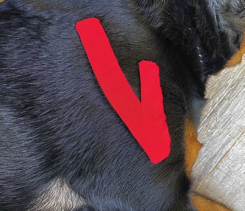 Tape applied over the deltoideus muscle on a dog