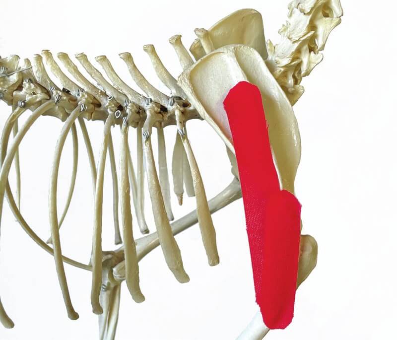 Tape position over the deltoideus muscle, shown on a skeleton