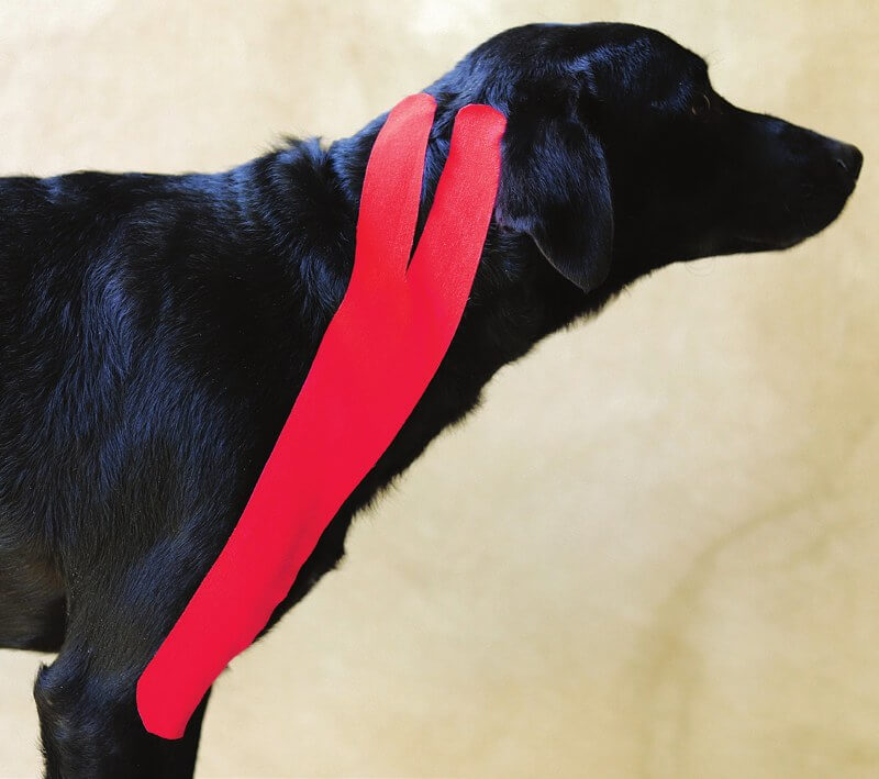 Tape applied over the trapezius muscle on a dog