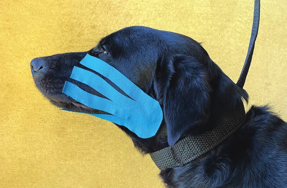 Completed Lymphatic tape application for facial oedema in a dog