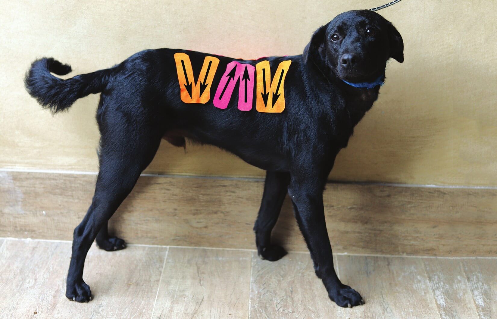 V shape tape applied over the thoracolumbar region