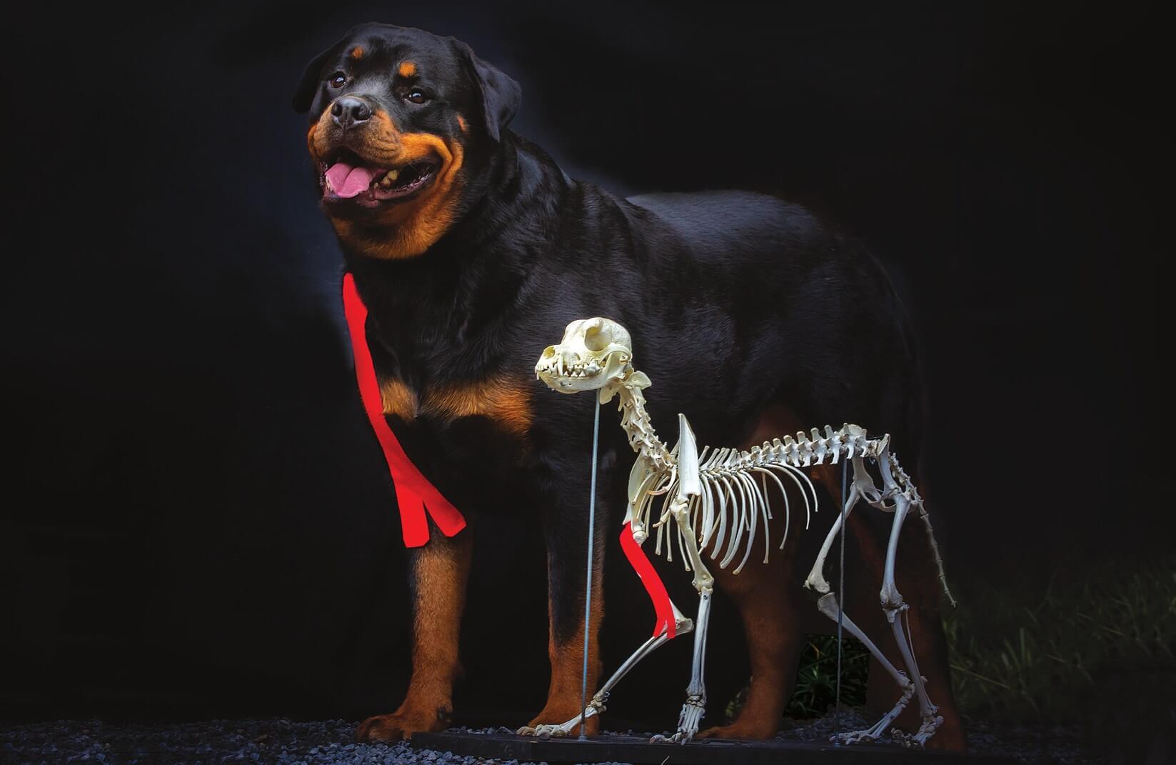 Kinesio-Tape bei Bizeps-brachii-Tendinopathie beim Hund