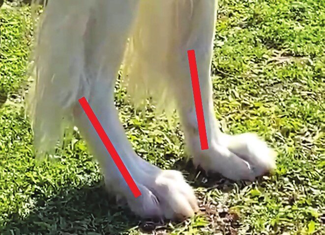Beispiel einer karpalen Hyperextension an der Vordergliedmaße eines Hundes, ohne Tape