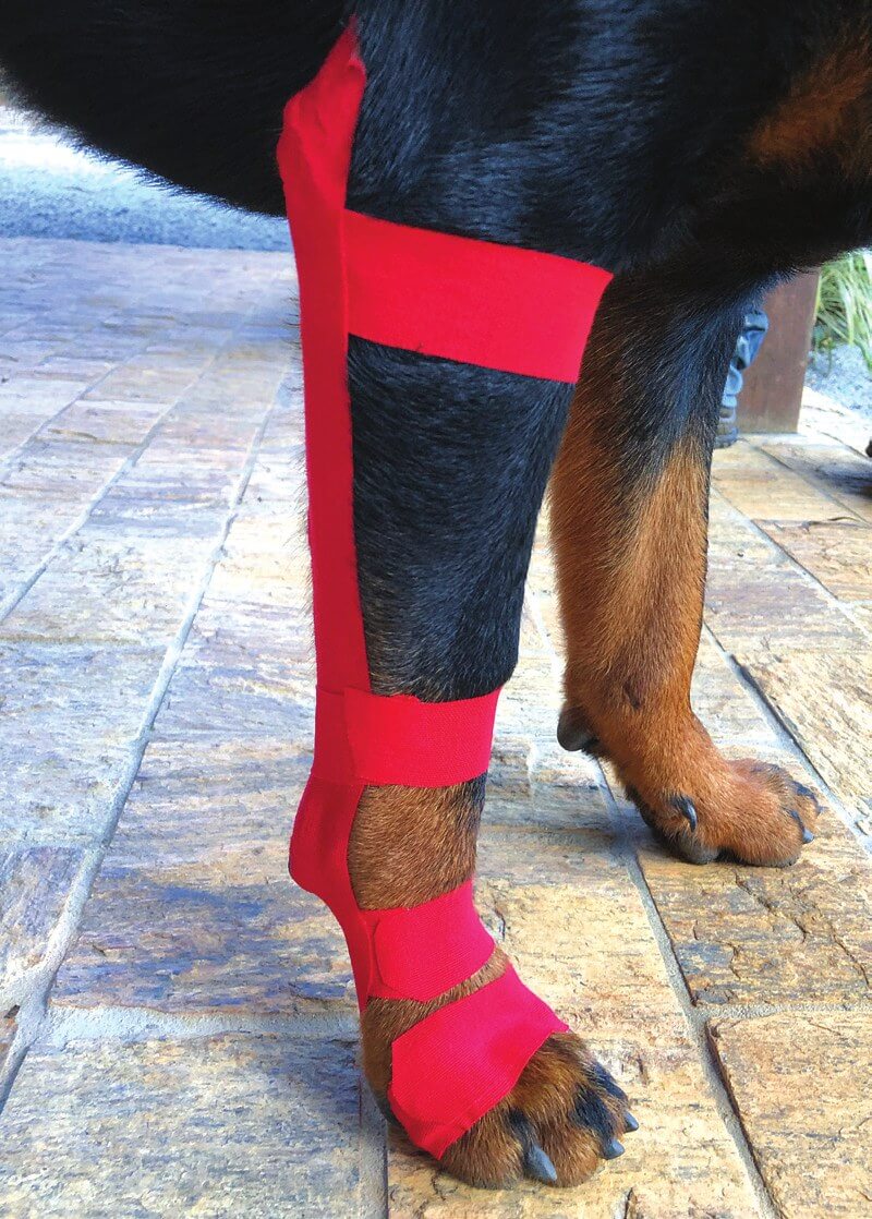 Kinesio-Tape zur Unterstützung bei karpaler Hyperextension beim Hund