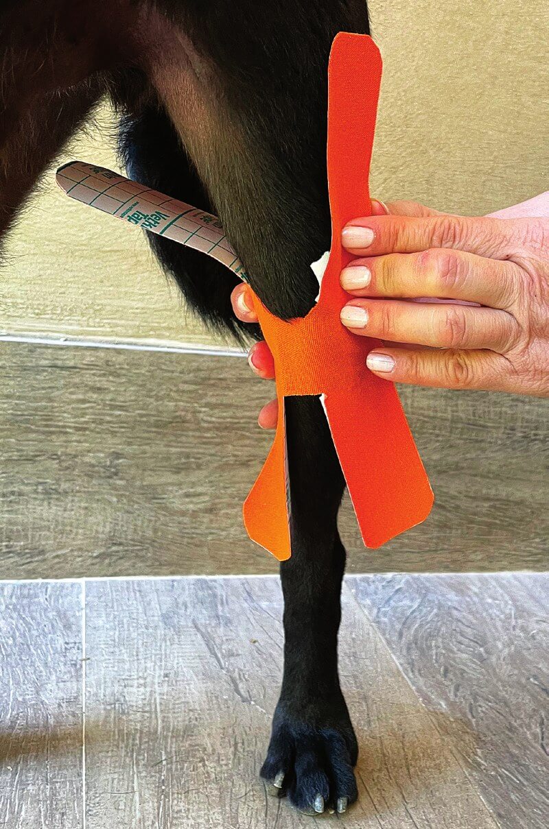 H-Tape über der Tuberositas tibiae positionieren, kraniale Ansicht