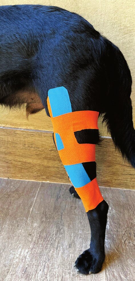 Doppel-H-Kinesio-Tape-Anlage am Hundeknie bei CCLD
