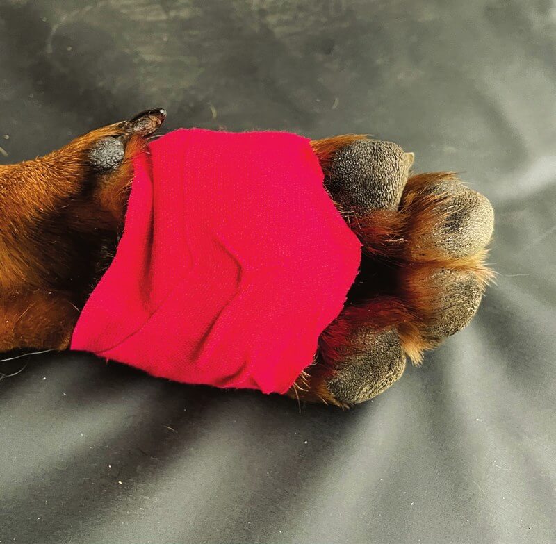 Kinesio-Tape zum Schutz einer Ballenwunde beim Hund