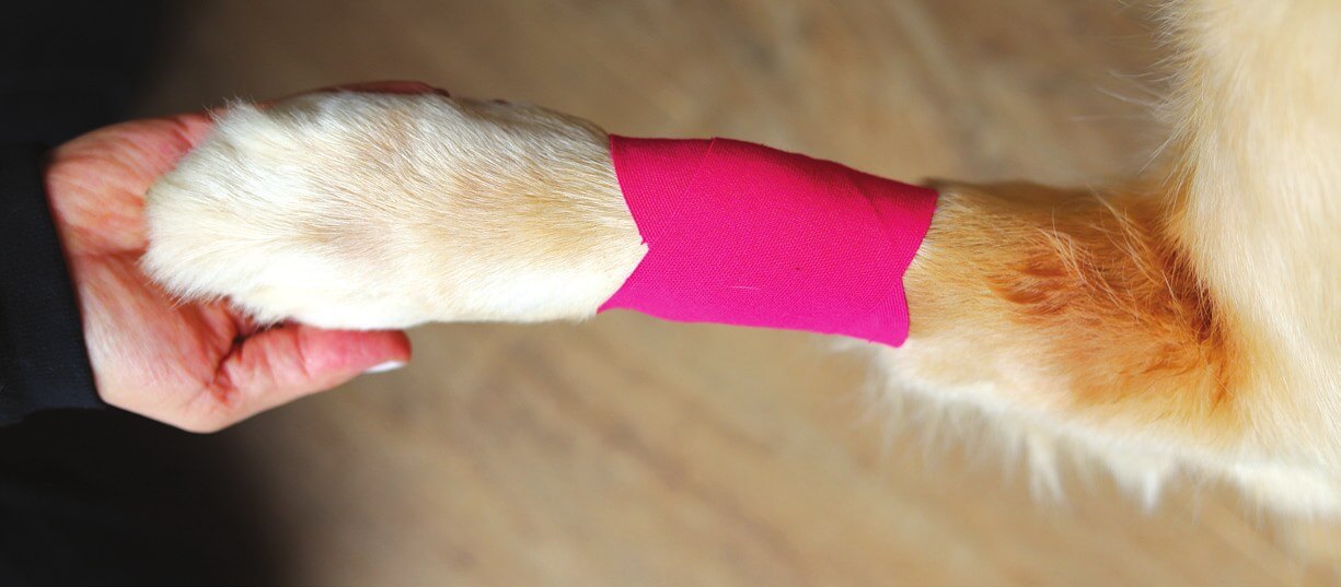 X-förmige Kinesio-Tape-Anlage über einem Gelenk des Hundes