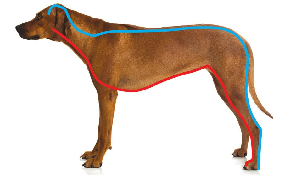 Übersicht der kinetischen Linien beim Hund