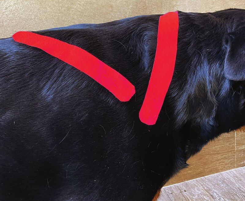 Tape über dem Brachiocephalicus-Muskel beim Hund angelegt