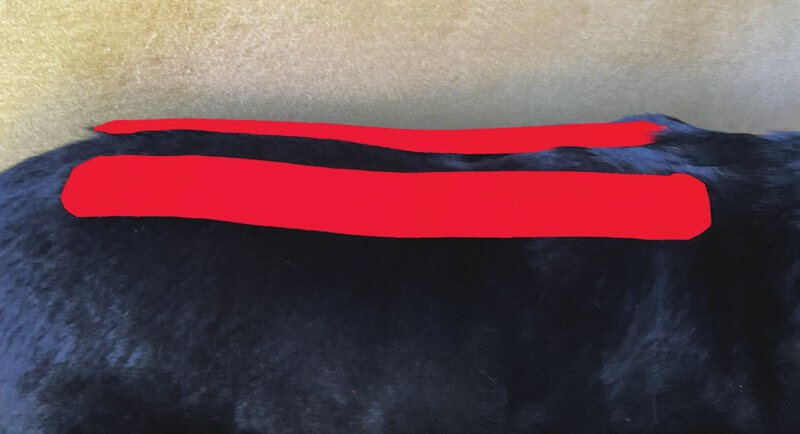 Tape über dem Erector-spinae-Muskel beim Hund angelegt
