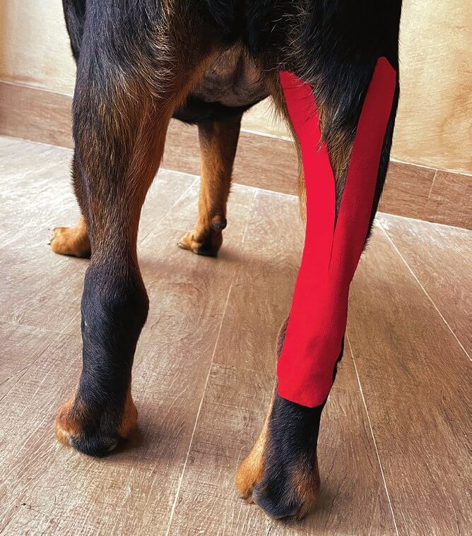 Tape über dem Gastrocnemius-Muskel beim Hund angelegt