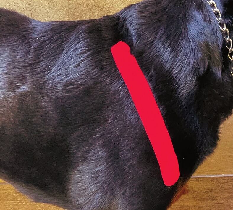 Tape über dem Infraspinatus-Muskel beim Hund angelegt