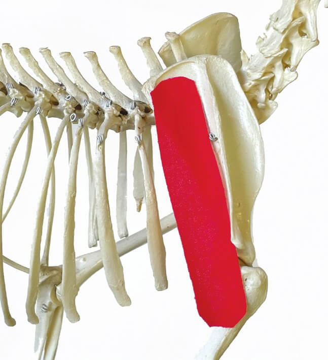 Tape-Position über dem Infraspinatus-Muskel, am Skelett dargestellt