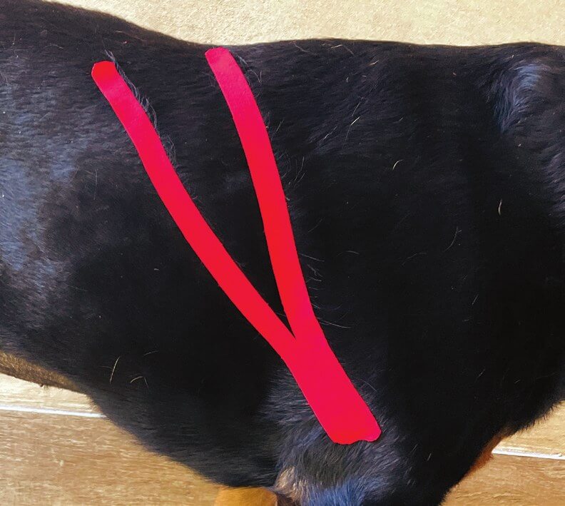 Tape über dem Latissimus-dorsi-Muskel beim Hund angelegt