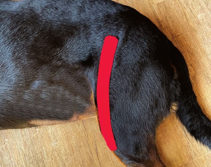 Tape über dem Quadrizeps beim Hund angelegt