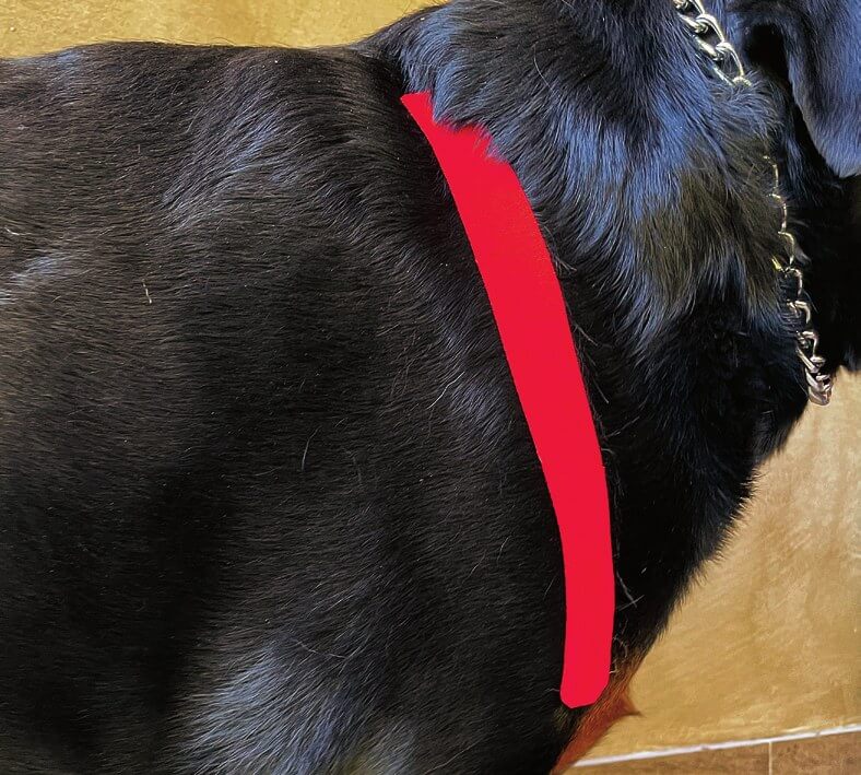 Tape über dem Supraspinatus-Muskel beim Hund angelegt