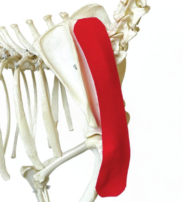 Tape-Position über dem Supraspinatus-Muskel, am Skelett dargestellt