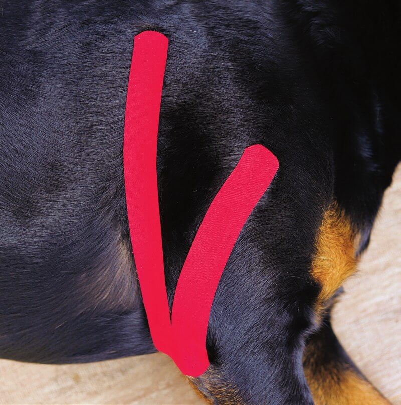 Kinesio-Tape über dem Triceps-brachii-Muskel eines Hundes