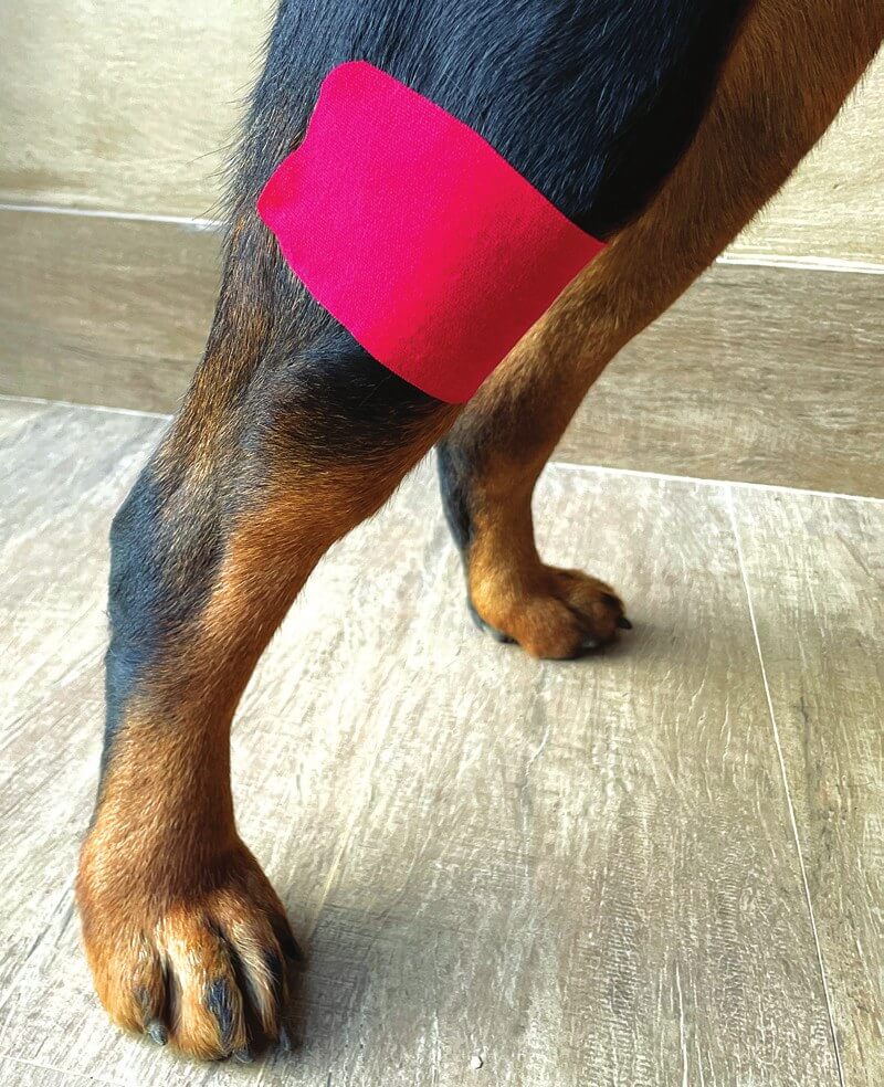 Kinesio-Tape über der Patellarsehne bei einem Hund