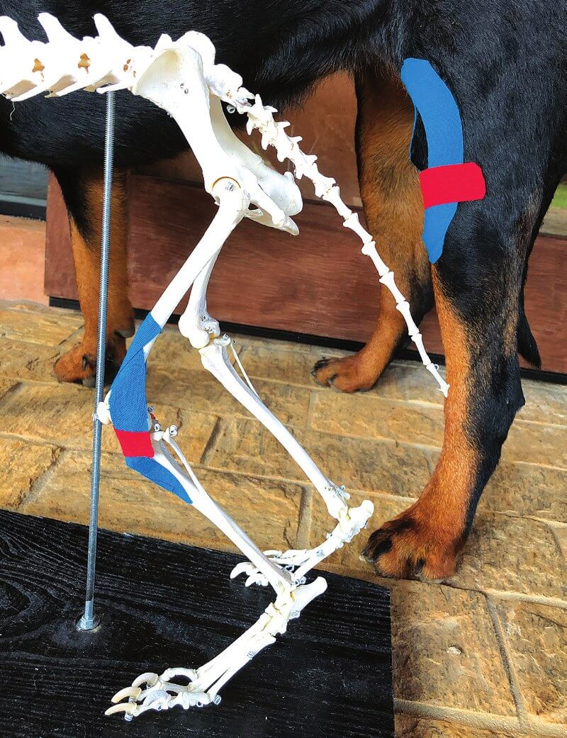 Kinesio-Tape zur Unterstützung bei medialer Patellaluxation beim Hund