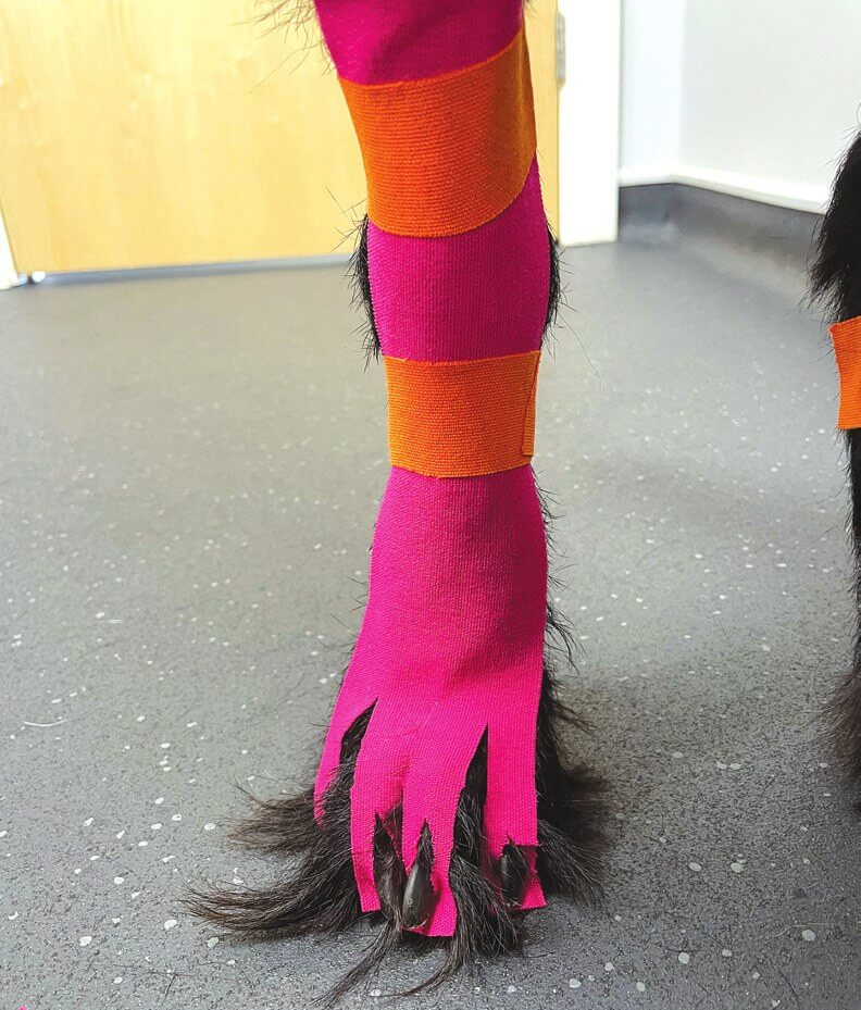 Kinesio-Tape an der Hintergliedmaße eines Hundes zur Unterstützung der Propriozeption