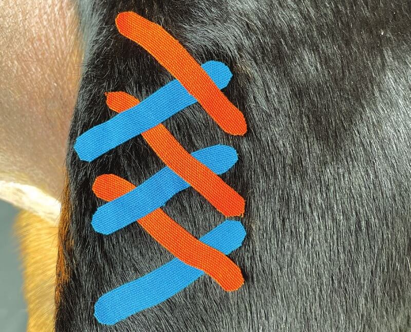 Über Kreuz angelegte Kinesio-Tape-Streifen auf Narbengewebe beim Hund