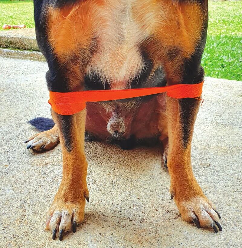 Kinesio-Tape beim Swimming Puppy Syndrom