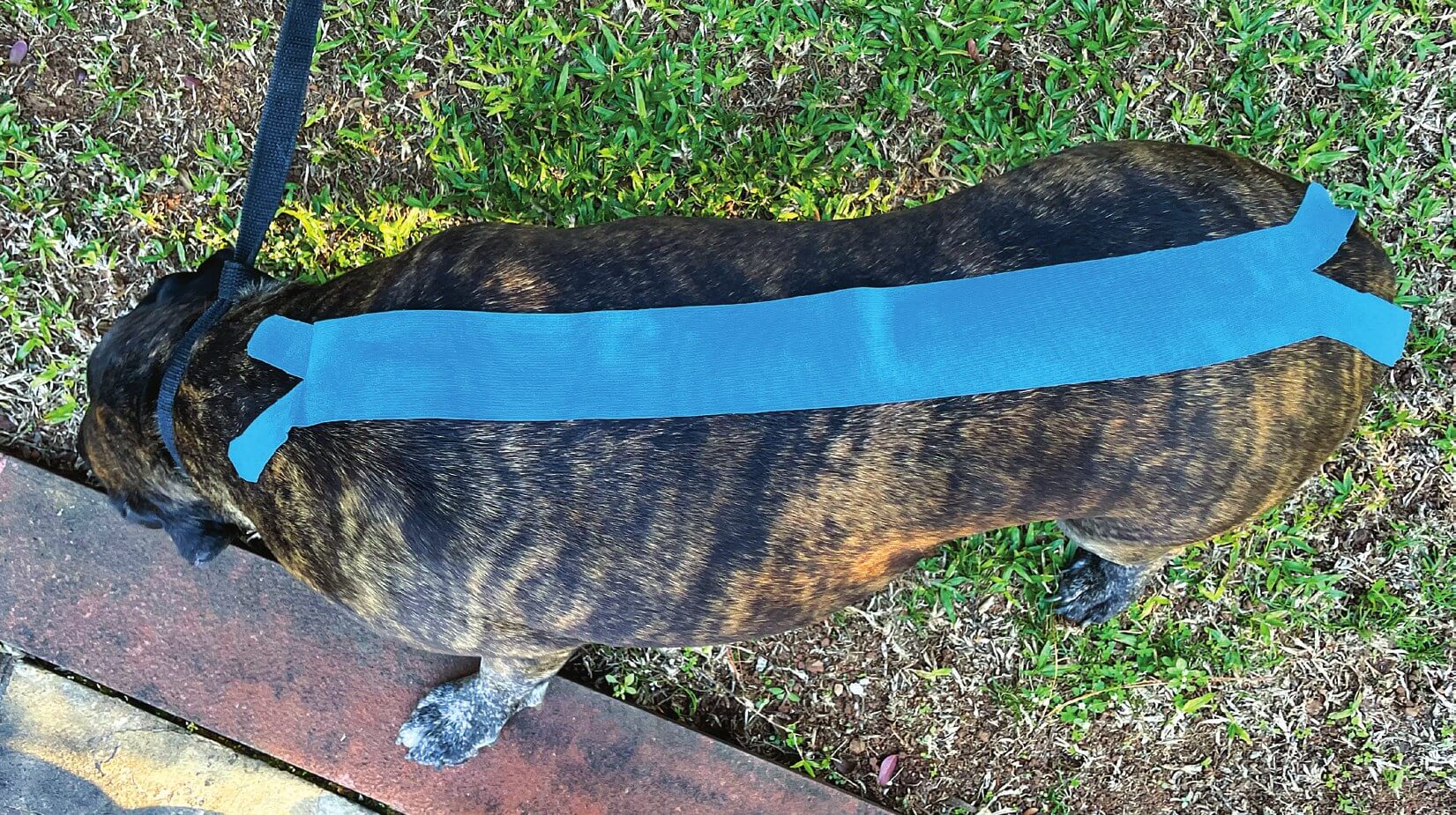 X-förmiges Tape über der Wirbelsäule eines Hundes